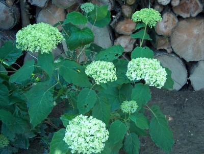 Hydrangea - Hortenzija
Avtor: katrinca
rastline.mojforum.si