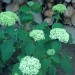 Hydrangea - Hortenzija
Avtor: katrinca
rastline.mojforum.si