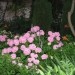Hydrangea - Hortenzija
Avtor: potonka
rastline.mojforum.si
