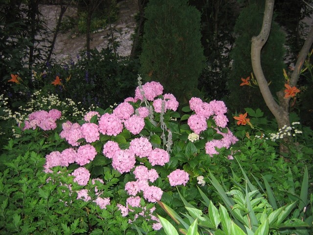 Hydrangea - Hortenzija
Avtor: potonka
rastline.mojforum.si