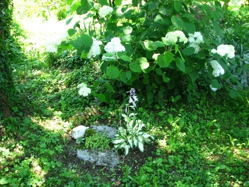 Hydrangea - Hortenzija
Avtor: magnolija
rastline.mojforum.si