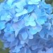 Hydrangea - Hortenzija Avtor: katrinca
rastline.mojforum.si