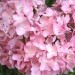 Hydrangea - Hortenzija Avtor: katrinca
rastline.mojforum.si