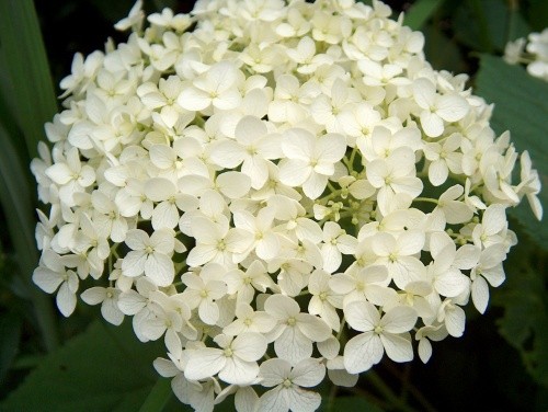 Hydrangea - Hortenzija Avtor: katrinca
rastline.mojforum.si
