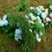 Hydrangea - Hortenzija Avtor: vrtnarka
rastline.mojforum.si