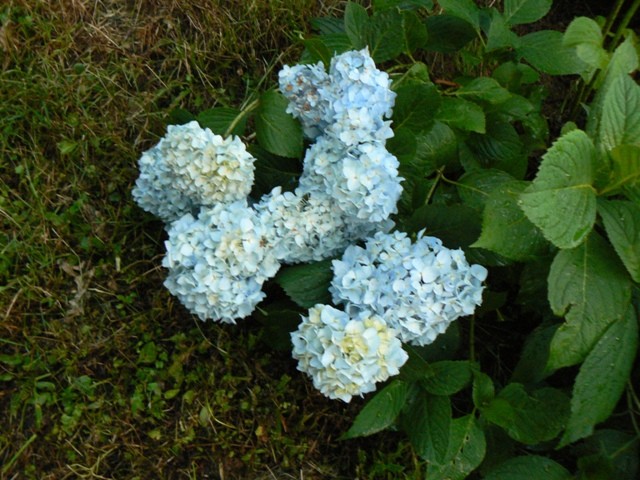 Hydrangea - Hortenzija Avtor: vrtnarka
rastline.mojforum.si