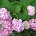 Hydrangea - Hortenzija Avtor: katrinca rastline.mojforum.si