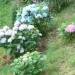 Hydrangea - Hortenzija Avtor: vrtnarka rastline.mojforum.si