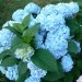 Hydrangea - Hortenzija Avtor: vrtnarka rastline.mojforum.si