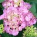 Hydrangea - Hortenzija Avtor: vrtnarka rastline.mojforum.si