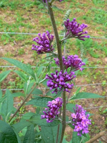 Buddleia - metuljnik Avtor: vrtnarka rastline.mojforum.si