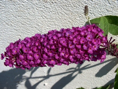 Buddleia - metuljnik Avtor: katrinca
rastline.mojforum.si