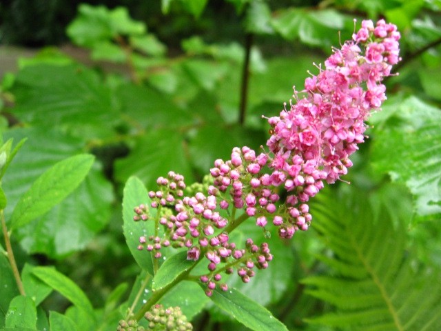 Buddleia - metuljnik Avtor: linda
rastline.mojforum.si