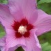 Hibiscus - Oslez  Avtor: katrinca rastline.mojforum.si