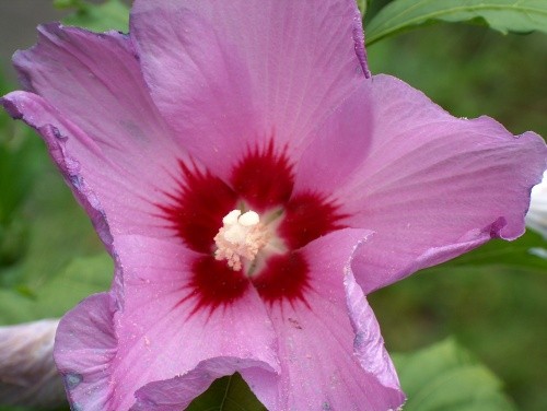 Hibiscus - Oslez  Avtor: katrinca rastline.mojforum.si