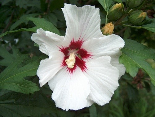 Hibiscus - Oslez Avtor: katrinca rastline.mojforum.si