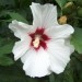 Hibiscus - Oslez Avtor: katrinca rastline.mojforum.si