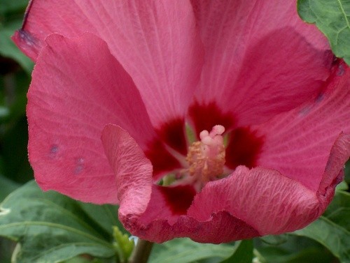 Hibiscus - Oslez
Avtor: katrinca
rastline.mojforum.si