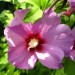 Hibiscus - Oslez Avtor: linda
rastline.mojforum.si