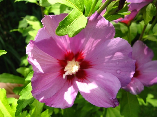 Hibiscus - Oslez Avtor: linda
rastline.mojforum.si