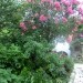 Nerium oleander-navadni oleander