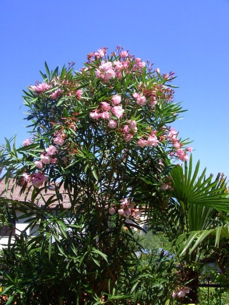 Nerium oleander-navadni oleander
Avtor: potonka
rastline.mojforum.si