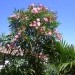 Nerium oleander-navadni oleander
Avtor: potonka
rastline.mojforum.si