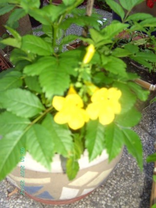 Tecoma stans, sin.Bignonia stans, Stenolobium stans - rumena tekoma, rumeni bezeg
Avtor: 