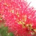 Callistemon - Kalistemon
Avtor: potonka
rastline.mojforum.si