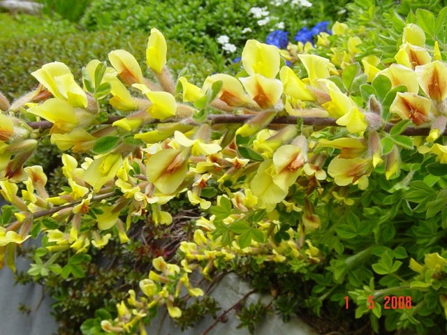 Chamaecytisus supinus - relika
Avtor: muha
rastline.mojforum.si