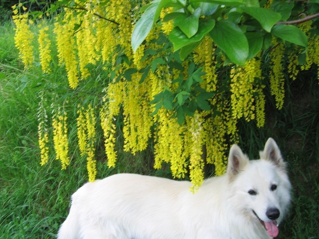 Cytisus laburnum- navadni negnoj
Avtor: potonka
rastline.mojforum.si