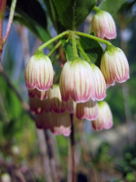 Enkianthus campanulatus - japonski zvonček
Avtor: zupka
rastline.mojforum.si
