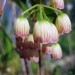 Enkianthus campanulatus - japonski zvonček
Avtor: zupka
rastline.mojforum.si