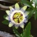 Passiflora - Pasijonka
Avtor: linda
rastline.mojforum.si