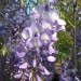 Wisteria - Glicinija
Avtor: magnolija
rastline.mojforum.si