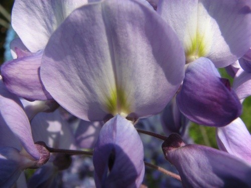 Wisteria - Glicinija
Avtor: magnolija
rastline.mojforum.si