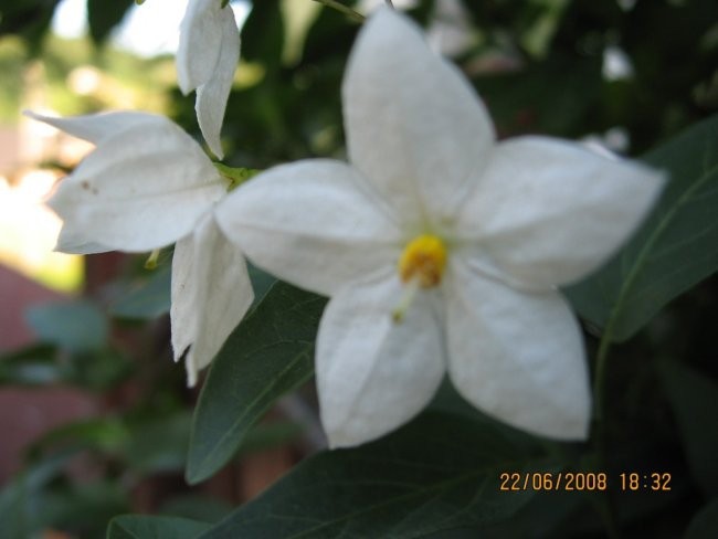 Solanum-Razhudnik
Avtor: linda
rastline.mojforum.si