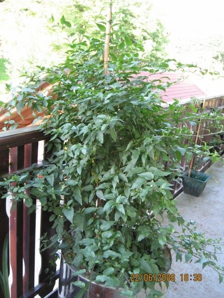 Solanum-Razhudnik
Avtor: linda
rastline.mojforum.si