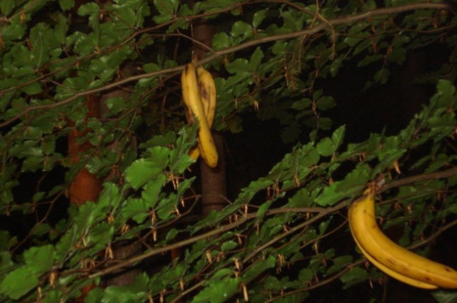 Naši bananovci obrodijo samo, kadar je fešta
