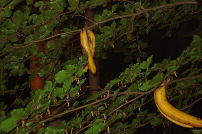 naši bananovci obrodijo samo, kadar je fešta
