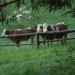 Krave so prišle pogledat krave in bike :)