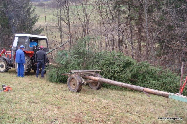 Postavljanje novoletne smreke, december 2009 - foto