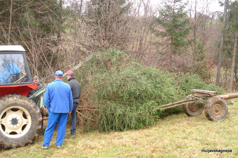 Postavljanje novoletne smreke, december 2009 - foto povečava