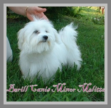 Berill Canis Minor Melitta - Letty : ponosna mamica