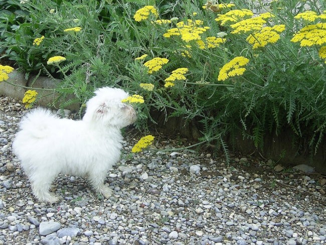 Berill Canis Minor Crystal  - foto povečava