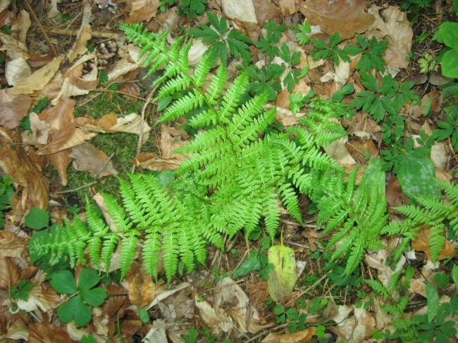 Biogeografija - domača naloga teren - foto povečava