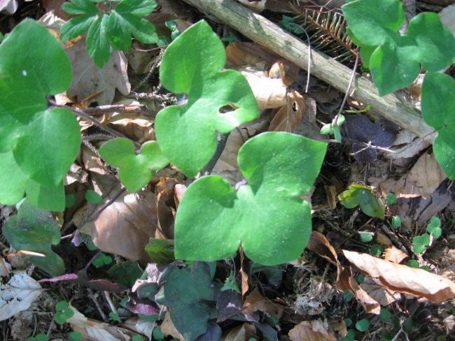 Biogeografija - domača naloga teren - foto povečava