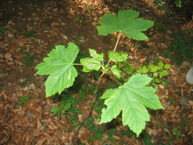 Biogeografija - domača naloga teren - foto povečava