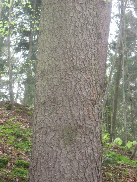 Biogeografija - domača naloga teren - foto povečava