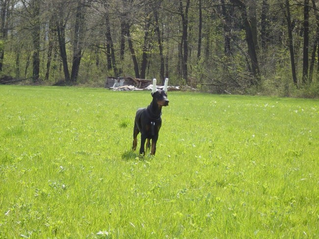 Zajčja Dobrava 23.4.2005 - foto povečava